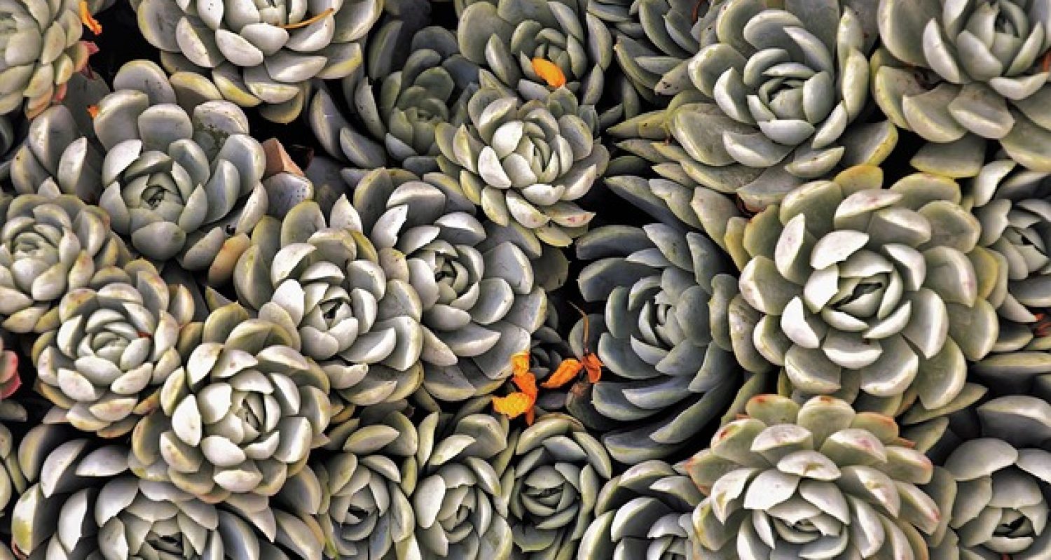 succulents-3693409